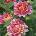 Delbard® Роза Rose des Cisterciens®