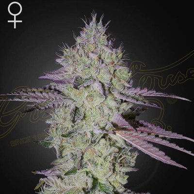 Green House Seed Tarte Tatin semienka neobsahujú THC 1 ks