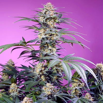 Sweet Seeds Monster Maker semienka neobsahujú THC 100 ks