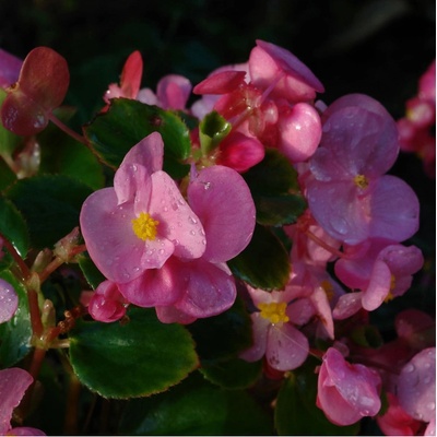 Begónie Superstar F1 Rose - Begonia semperflorens - osivo begónie - 20 ks