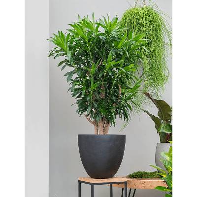 Pleomele (Dracaena) Reflexa Branched Pots.34 x130 cm