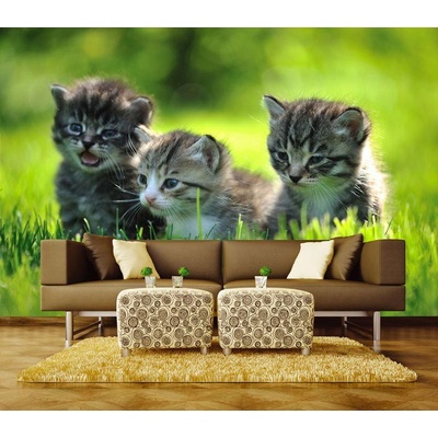 Dimex XL-205 vliesová fototapeta na zeď Kittens rozměry 330 x 220 cm