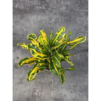 Codiaeum Variegatum Sunny Star