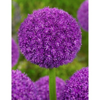 Okrasný česnek Allium cristophii Ambassador