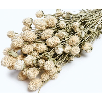 Gomphrena/Pestrovka sušená bělená, svazek 90g-95g