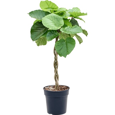 Ficus umbellata Stem braided 24x100 cm