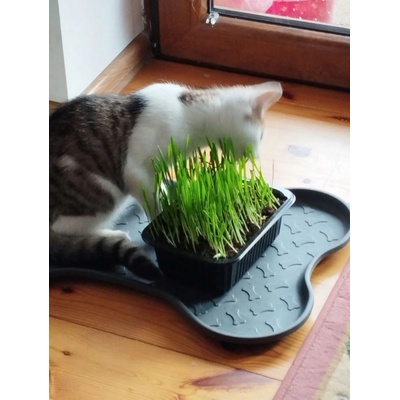 Trixie cat tráva v nádobe 100 g