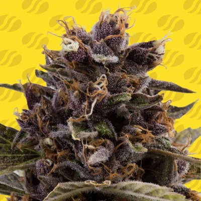 Original Sensible Seeds Black Dog Auto semienka neobsahujú THC 10 ks