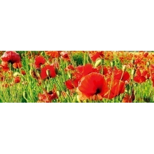 DIMEX ART Фототапет за кухня - червени макове 180 x 60 см