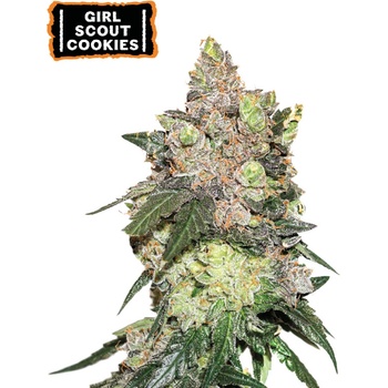 Seedstockers Girl Scout Cookies semena neobsahují THC 5 ks