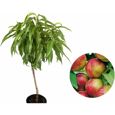 Mini nektárinka Nektina, podp. Rakonievická, 50-60 cm kont. 4 l