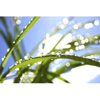 DIMEX ART s. r. o Флизелинов фототапет трева с роса 375 x 250 см