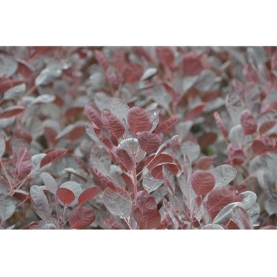 Ruj vlasatá FloraSelf Cotinus coggygria 'Lilla' výška 40-50 cm květináč 4,5 l