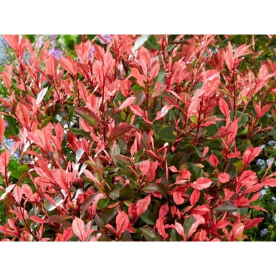 Červienka Little Fenna, výška 15-25 cm, kvetináč 9,5 cm