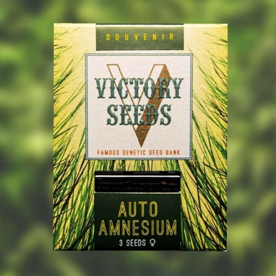 Victory Seeds AUTO Amnesium semena neobsahují THC 5 ks