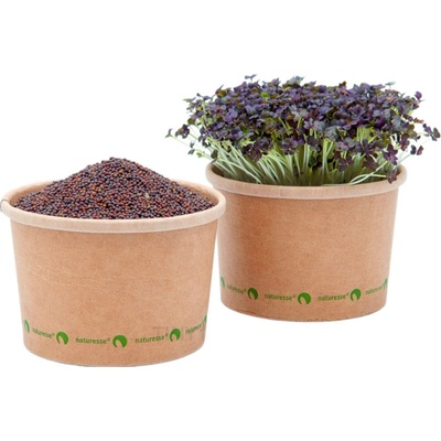 TINY GREENS Červená horčica - BIO semienka na klíčenie a microgreens