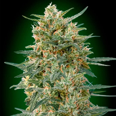 00 Seeds Bank Gorilla Fast semienka neobsahujú THC 5 ks