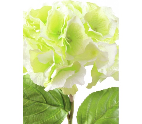 Hortenzie větvička zelená, 76 cm