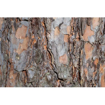 DIMEX ART s. r. o Флизелинов фототапет текстура на борова кора 375 x 250 см