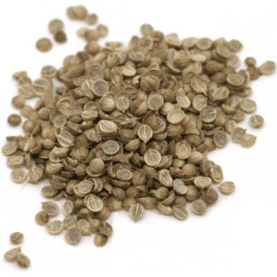 Microgreens Koriandr 500 g