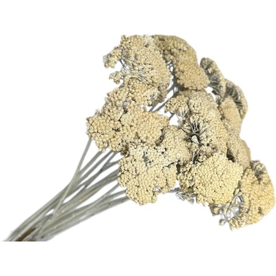 Sušené kvety Rebríček - Achillea 200g - vintage biele