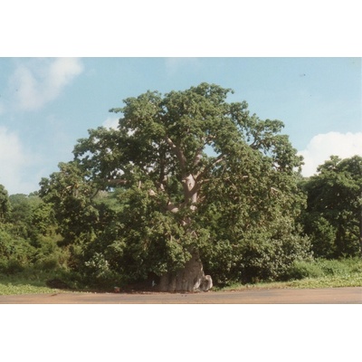 Salvia Paradise Baobab prášok 100 g