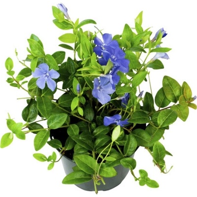 Zimozeleň menšia FloraSelf Vinca minor kvetináč Ø 13 cm