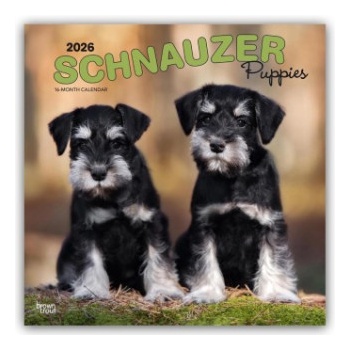 Browntrout Verlags GmbH Schnauzer Puppies - Schnauzer Welpen 2026 - 16-Monatskalender
