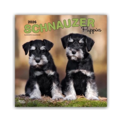 Browntrout Verlags GmbH Schnauzer Puppies - Schnauzer Welpen 2026 - 16-Monatskalender | BrownTrout Publishers Inc