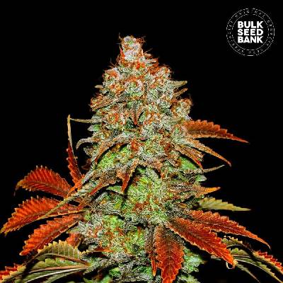Bulk Seed Bank AUTO Bubblegum Extra semena neobsahují THC 10 ks