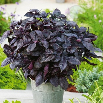 Image 1 of Семена от Босилек "Тъмен Опал" 2 гр / ± 1400бр (690630)