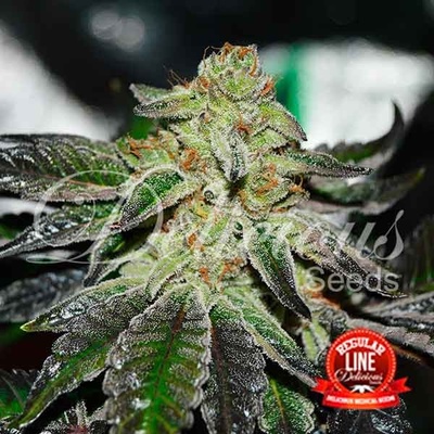 Delicious seeds Original Juan Herer Regular semena neobsahují THC 15Ks