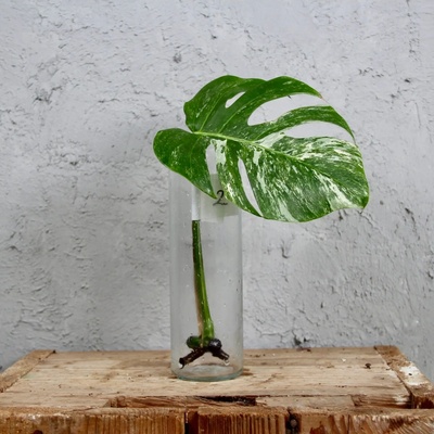 Monstera deliciosa Albo variegata odrezok 2