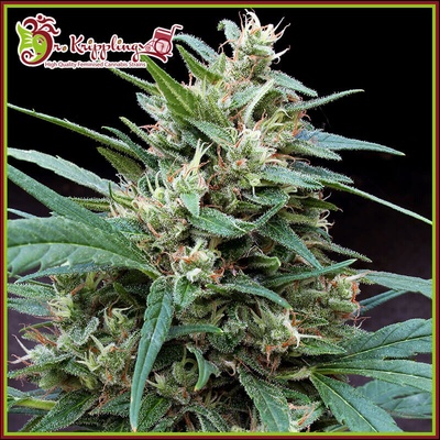Dr. Krippling Seeds Bucks Fizz Auto semienka neobsahujú THC 5 ks