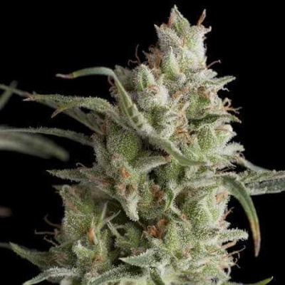 Pyramid Seeds Super OG Kush semienka neobsahujú THC 100 ks