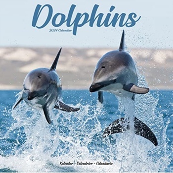 Dolphins Square Animal Wall 16 Month 2024
