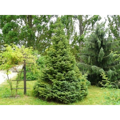 Smrek balkánsky Omorika 40-70cm - Picea omorika kont. 3 l