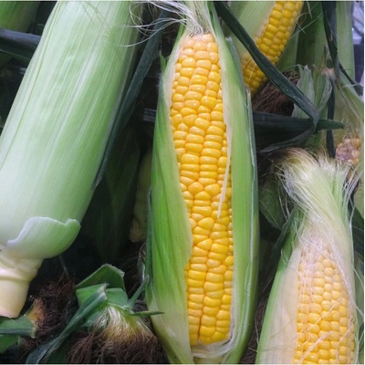 Kukuřice cukrová Snowbaby - Zea Mays - semena - 16 ks