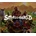 Small World Collection Bundle