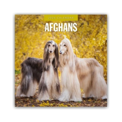 Afghans Afghanischer Windhund 16-Monats 2025