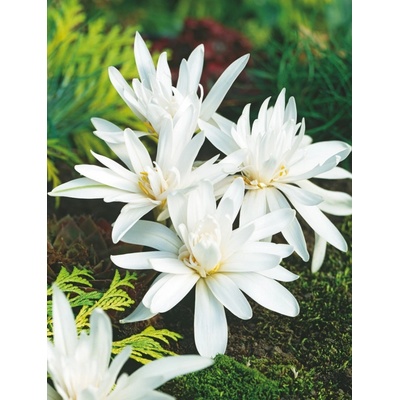Colchicum alboplenum ALBUM ocún naháček