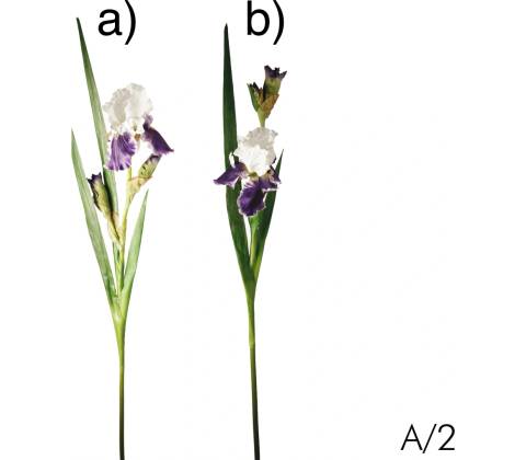 Kosatec - Iris modrý varianta: b)