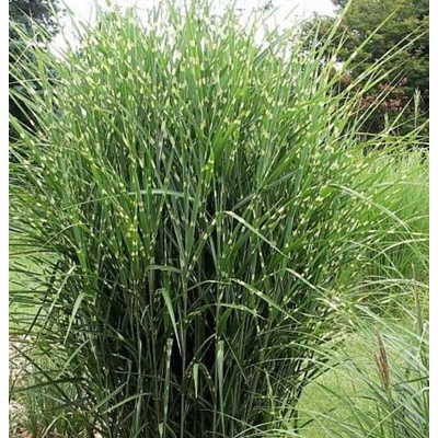 Miskant čínský – Miscanthus sinensis 'Strictus Dwarf'