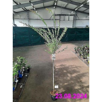S Salix integra Hakuro Nishiki vrba celolistá o výšce 100cm v květníku o objemu 4 l, živá rostlina
