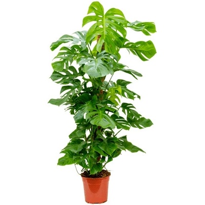 Monstera pertusem on moss-pole 24x120 cm