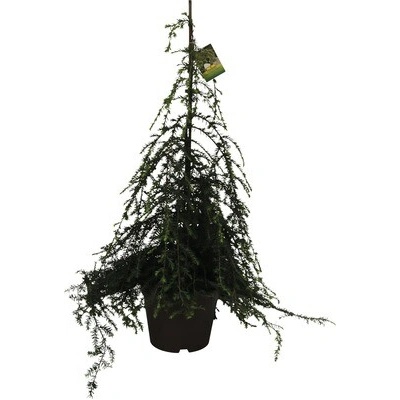 Jedlovec kanadský převislý FloraSelf Tsuga canadensis 'Pendula' výška 60-80 cm květináč 7,5 l – Hledejceny.cz