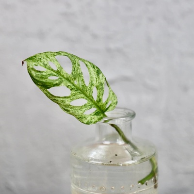 Monstera frozen odrezok