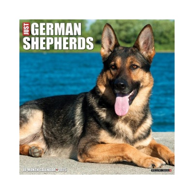 Willow Creek Press Calendars German Shepherds 2026 12 X 12 Wall Calendar | Willow Creek Press