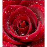 DIMEX ART Флизелинов фототапет червена роза 225 x 250 см