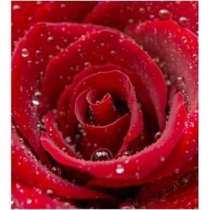 DIMEX ART Флизелинов фототапет червена роза 225 x 250 см